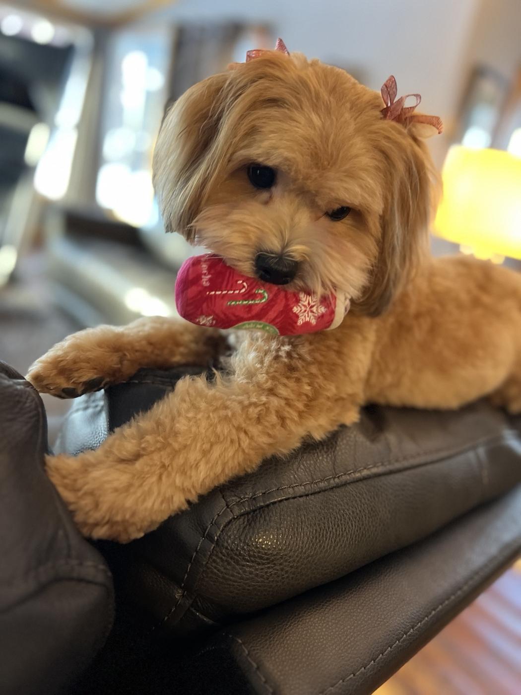 The real caramel-brown Tilly holding her little mitten toy